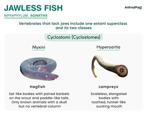 jawless fish|Codycross: Freshwater Jawless Fish; A Surfeit Killed A King .